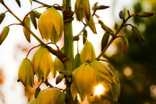 Beautiful Plant Yellow Flowers in Nature Photo