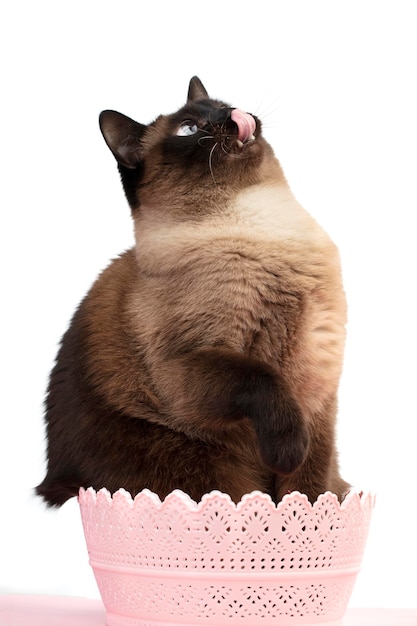 A beautiful playful Siamese cat in a pink basket stuck out his tongue