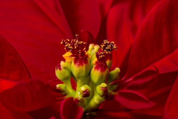 Beautiful poinsettia (Euphorbia pulcherrima) flower.