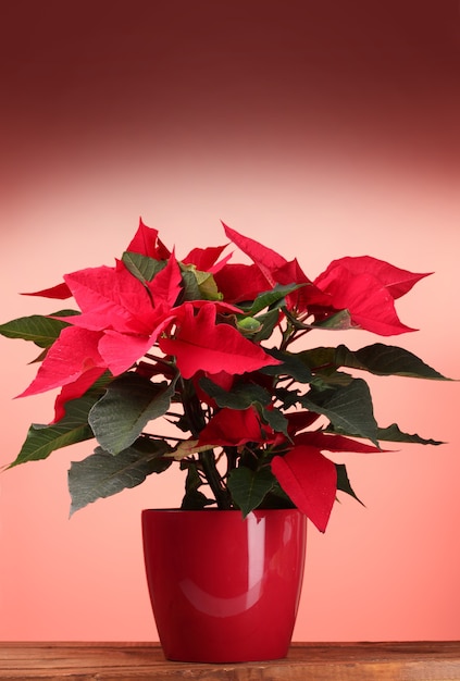 Beautiful poinsettia in flowerpot on wooden table on red background