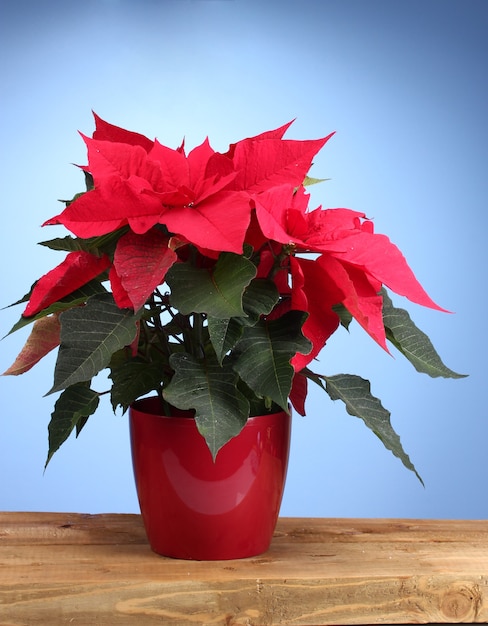 Beautiful poinsettia on wooden table on blue background