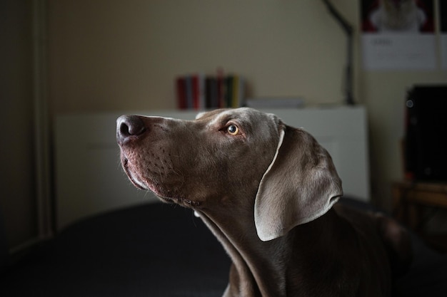 Beautiful pointer dog lying on bed in bedroom