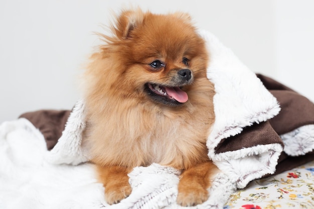 A beautiful pomeranian dog woke up and looked out from under the