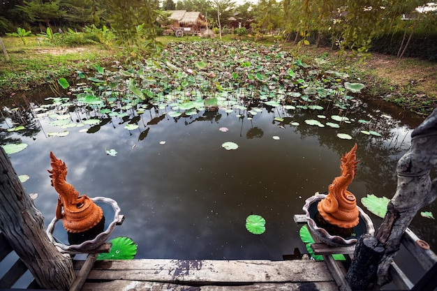 Beautiful pond with lotus in Thailand