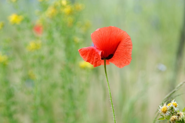 Beautiful poppies among the field