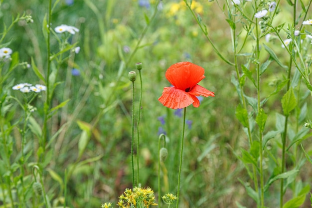 Beautiful poppies among the field