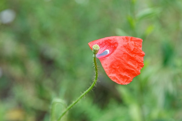 Beautiful poppies among the field