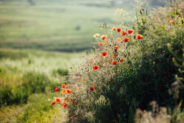 Beautiful poppies on the green bank of a sloping field in the English countryside in high summer