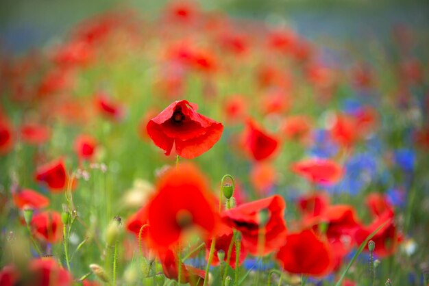 Beautiful poppies and other wild flowers in summer meadow