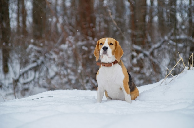 Beautiful portrait of a Beagle dog in winter forest