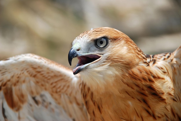 Beautiful portrait of a falcon