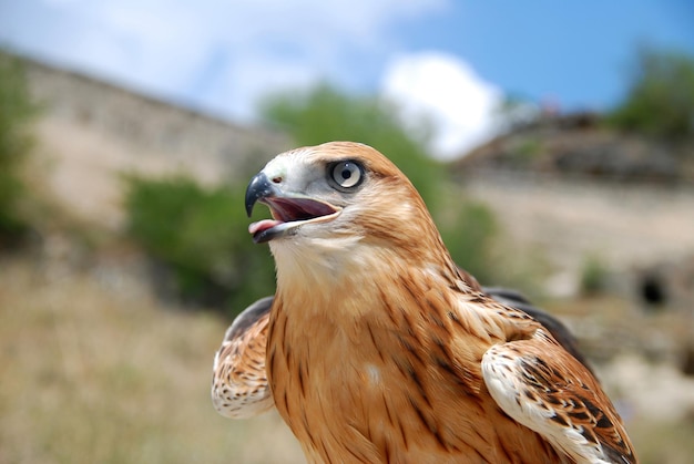 Beautiful portrait of a falcon