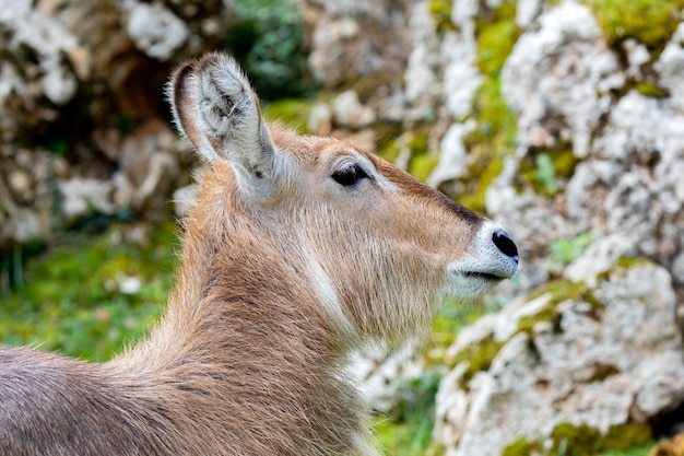 Beautiful portrait of a kind of antelope, the Cobo Lichi 