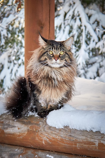 Beautiful portrait of maine coon cat in winter park on frost winter background