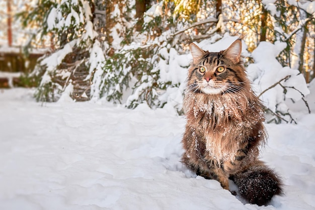 Beautiful portrait of maine coon cat in winter park snowy frost background Winter background Copy space