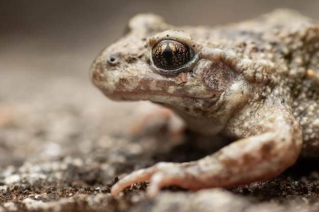 Beautiful portrait of midwife toad with golden eyes