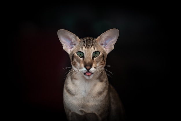 Beautiful portrait of an Oriental cat on a black background.