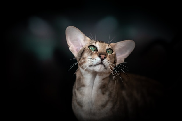 Beautiful portrait of an Oriental cat on a black background.