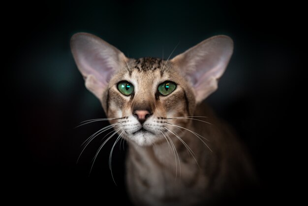 Beautiful portrait of an Oriental cat on a black background.