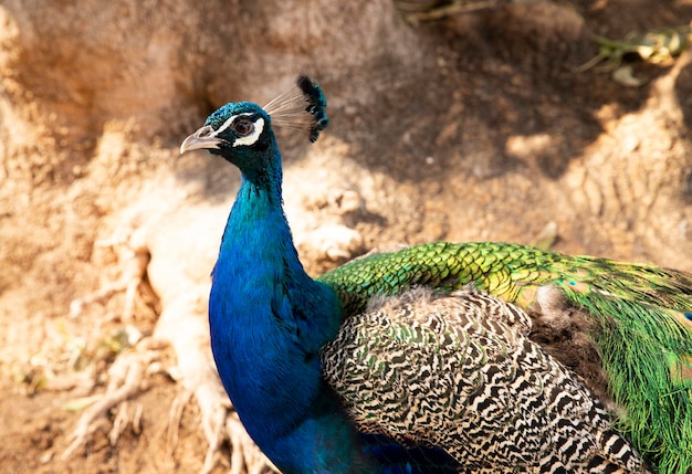 Beautiful portrait of a peafowl bird Peacock head closeup on a blurred background