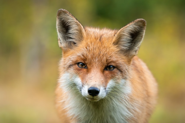 Beautiful portrait of red fox having eye contact with camera with autumn colours