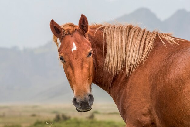 Beautiful portrait of a red horse In the background mountainside Altai mountains Russia