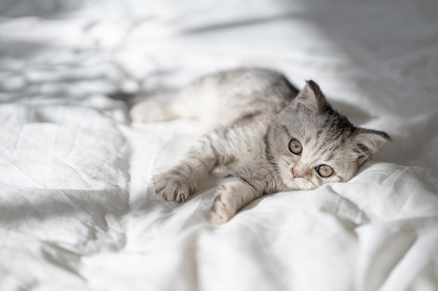 Beautiful portrait of scottish straight kitten on white background international cat day