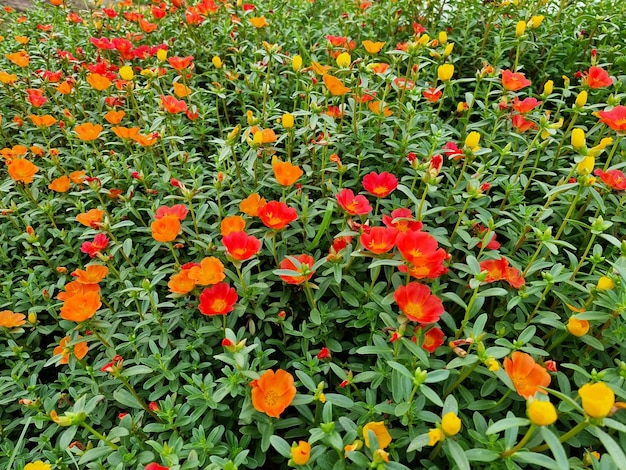 Photo beautiful portulaca oleracea flower in the garden