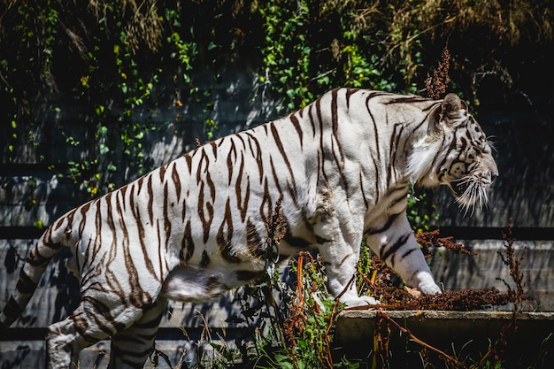 beautiful and powerful white tiger resting in the sun