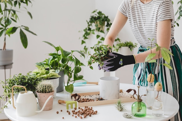 Beautiful process of home gardening Young woman takes care of green plants in stylish ceramic pots on the white wooden table Plants love Concept of home garden Interior with a lot of plants