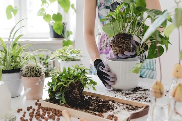 Beautiful process of home gardening Young woman takes care of green plants in stylish ceramic pots on the white wooden table Plants love Concept of home garden Interior with a lot of plants