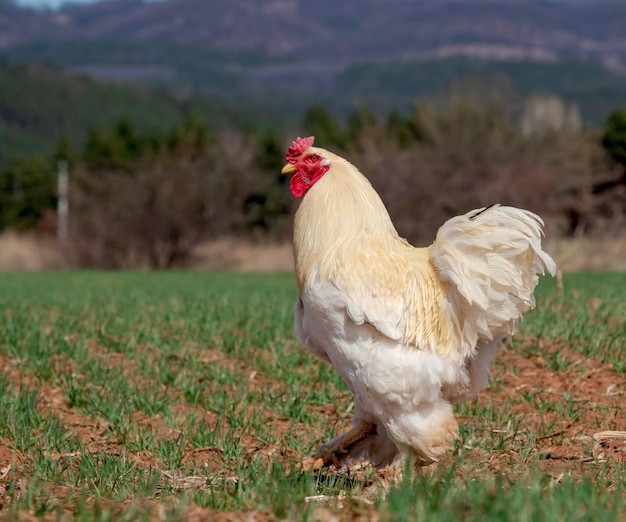 beautiful proud rooster walks through the field on the green grass