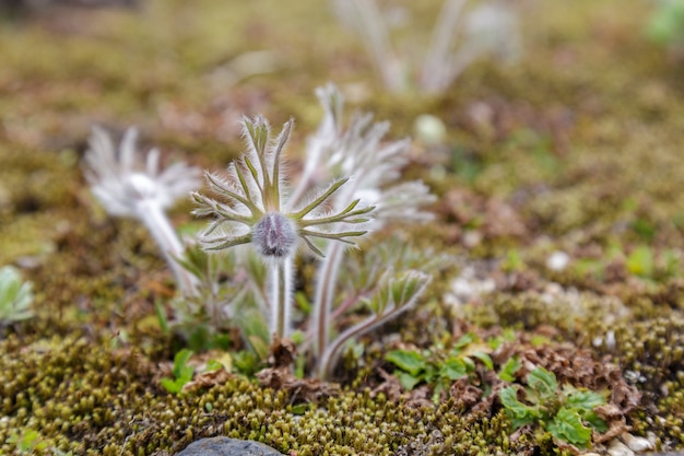 Beautiful Pulsatilla cernua flower.