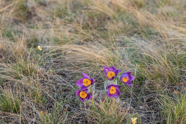 Beautiful Pulsatilla or pasque flower spring blossom