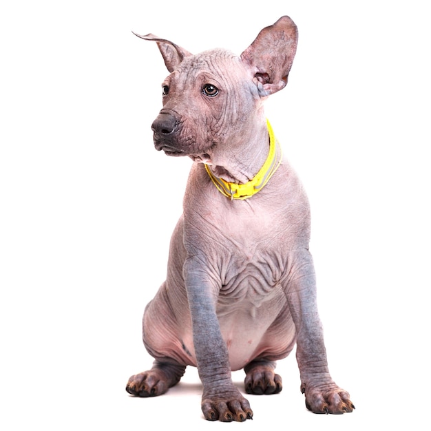 Beautiful puppy Mexican naked dog sitting in a yellow collar. Isolated on white background.