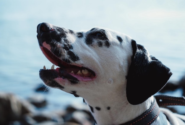 A beautiful purebred dog looks at its owner with loving and devoted eyes