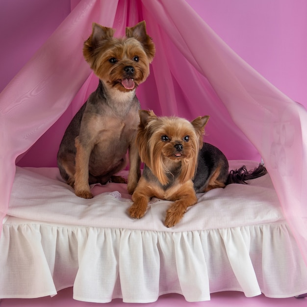 Beautiful purebred York dogs on a delicate pink location. Dog breeding.