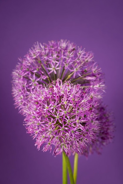 Beautiful purple allium giganteum flower head on a violet background vibrant balls of decorative