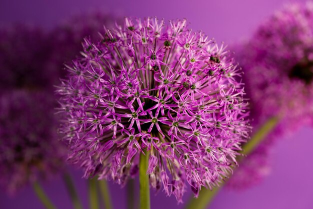 Beautiful purple allium giganteum flower head on a violet background vibrant balls of decorative