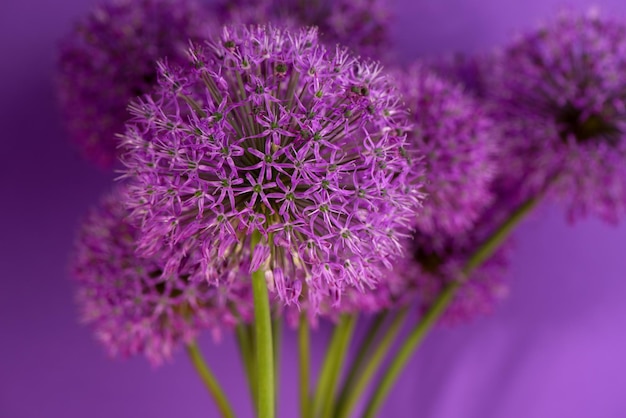 Beautiful purple allium giganteum flower head on a violet background vibrant balls of decorative