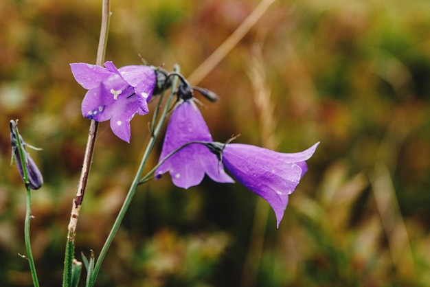 Beautiful purple bellflower campanula at mountains close up summer wallpaper