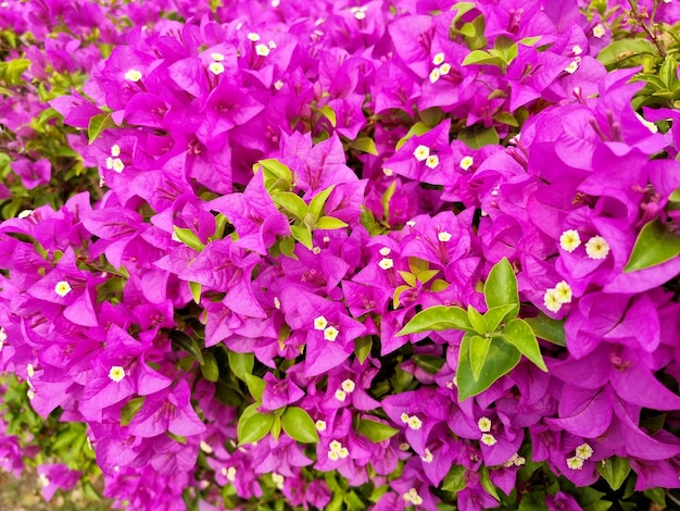 The beautiful purple Bougainvillea flowers in the garden