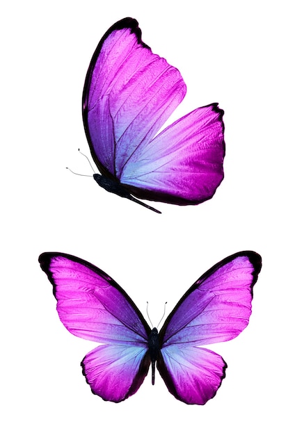 Beautiful purple butterfly isolated on white background