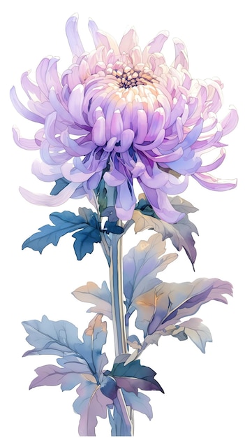 A beautiful purple chrysanthemum bloom with soft petals and green leaves against a white background