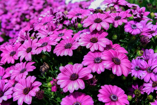 Beautiful purple chrysanthemum  flowers in nature garden in Doi Inthanon Chiang mai Thailand