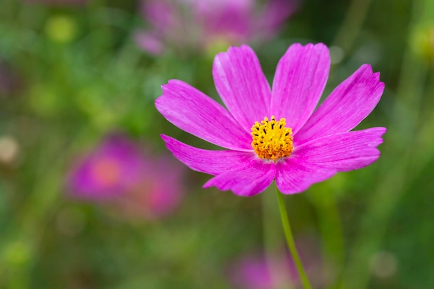 Beautiful purple Cosmos flower in the garden Violet flowers pictures Cosmos bipinnatus commonly called the garden cosmos