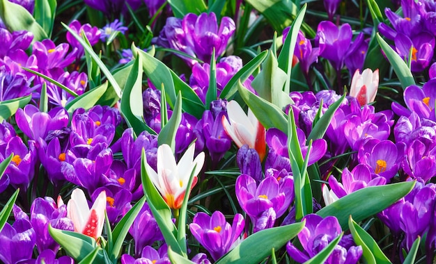 Beautiful purple crocuses and several white-red tulips (macro) in the spring time