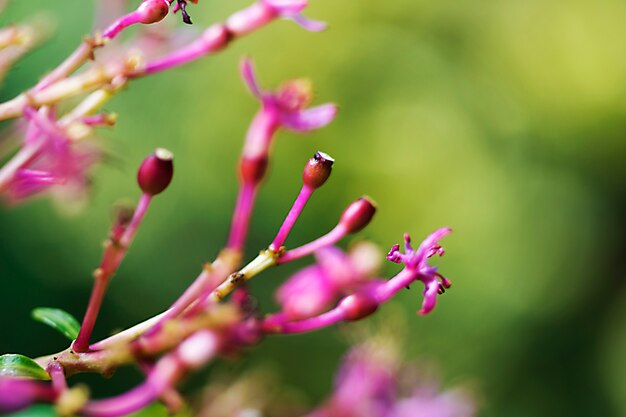 Beautiful purple flower close-up in wild nature