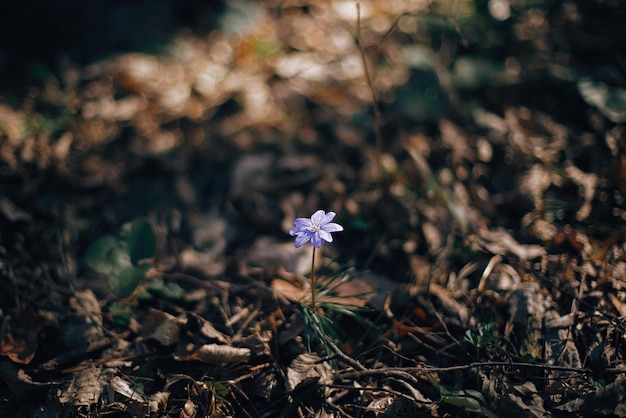 Beautiful purple flower hepatica nobilis in sunny spring woods Fresh first flowers in warm sunlight in the forest Hello spring Space for text Springtime