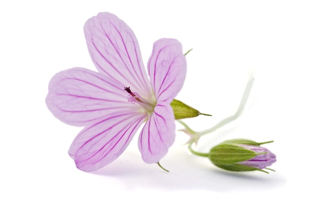 Beautiful purple flower isolated on white